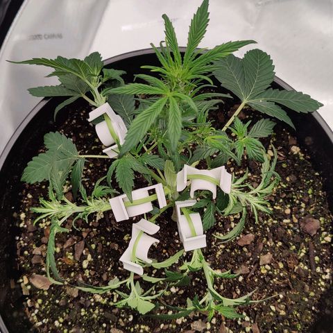 Cheesus Christ growlog photo: #2