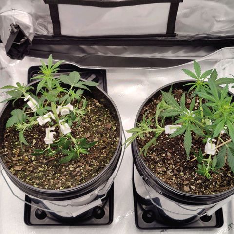 Cheesus Christ growlog timeline photo