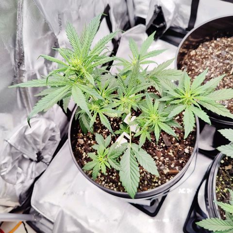 Cheesus Christ growlog photo: #1
