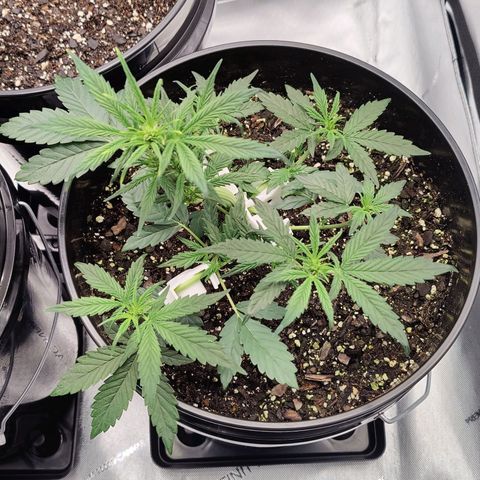 Cheesus Christ growlog photo: #2