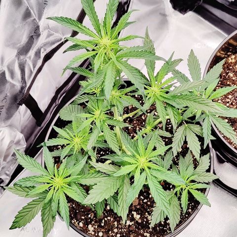 Cheesus Christ growlog photo: #1