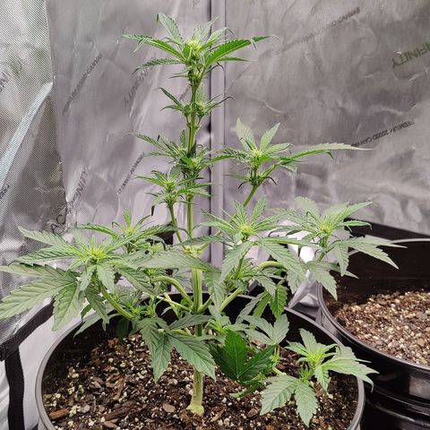 Cheesus Christ growlog photo: #1