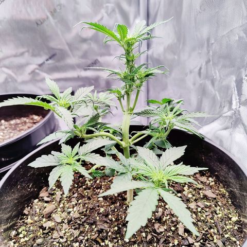 Cheesus Christ growlog photo: #2