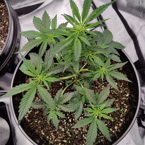 Cheesus Christ growlog photo: #2