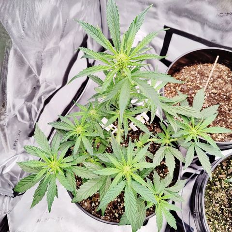 Cheesus Christ growlog photo: #1