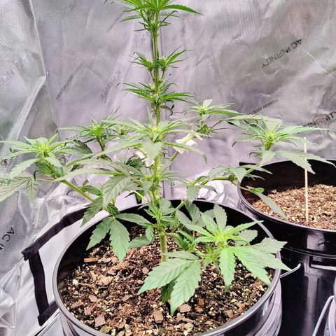 Cheesus Christ growlog photo: #1