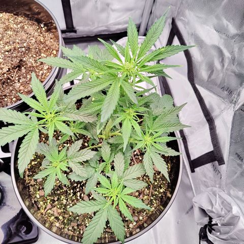 Cheesus Christ growlog photo: #2