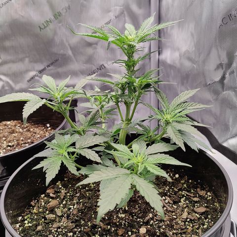 Cheesus Christ growlog photo: #2