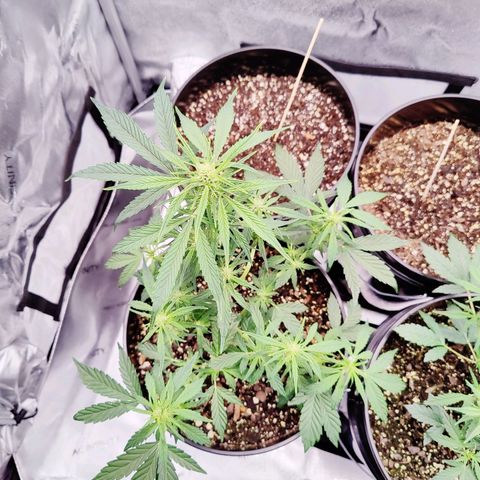 Cheesus Christ growlog timeline photo