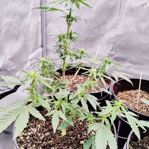 Cheesus Christ growlog timeline photo