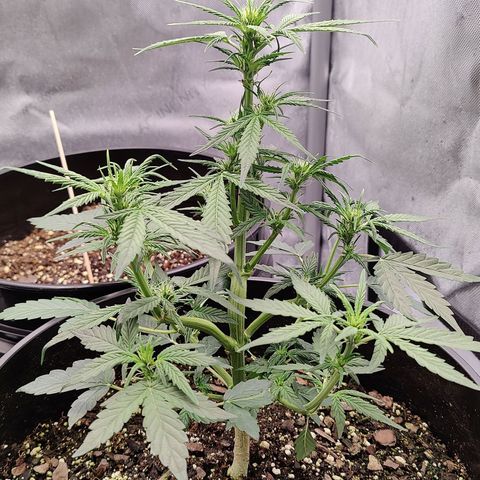 Cheesus Christ growlog timeline photo