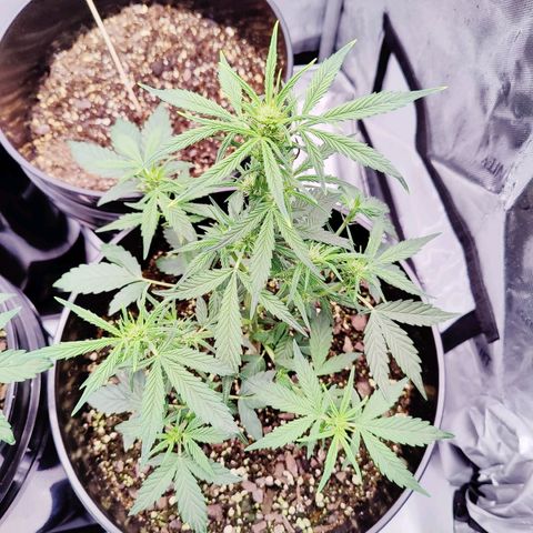 Cheesus Christ growlog timeline photo