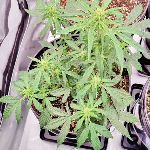 Cheesus Christ growlog timeline photo