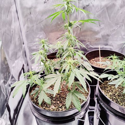 Cheesus Christ growlog timeline photo