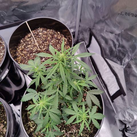 Cheesus Christ growlog timeline photo