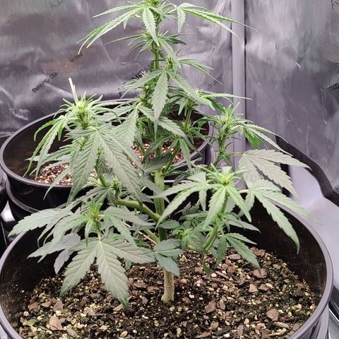 Cheesus Christ growlog timeline photo