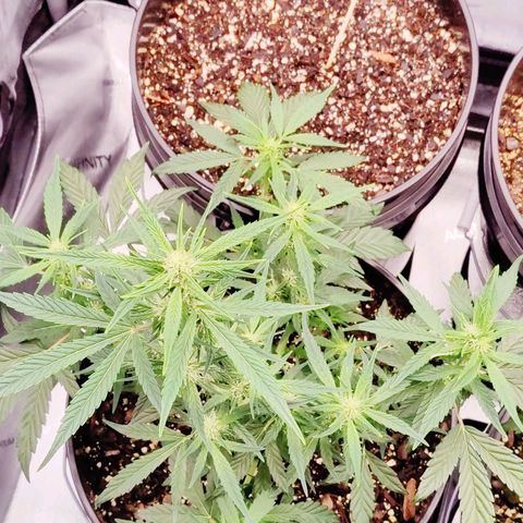 Cheesus Christ growlog photo: #1