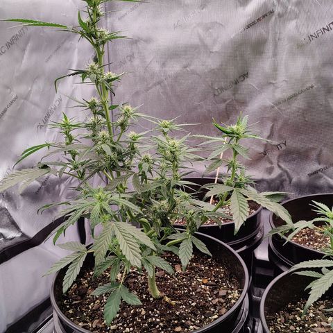 Cheesus Christ growlog photo: #1