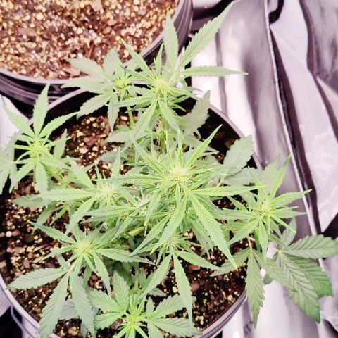 Cheesus Christ growlog photo: #2