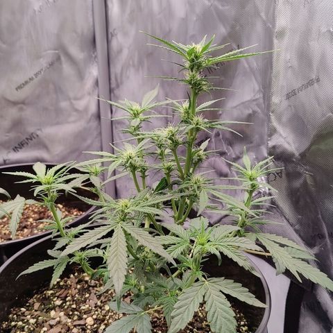 Cheesus Christ growlog photo: #2