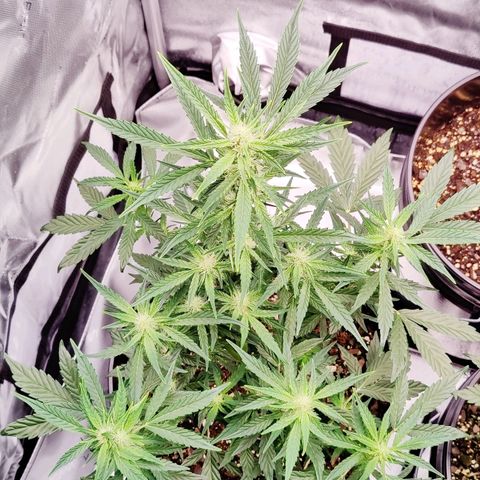 Cheesus Christ growlog timeline photo