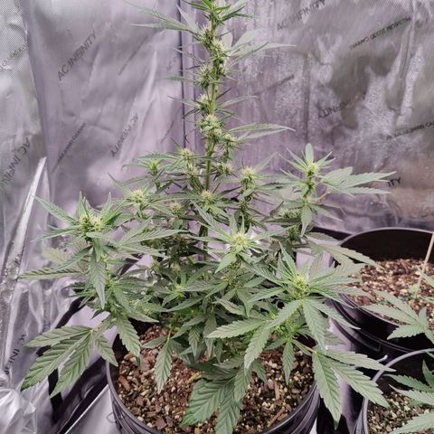 Cheesus Christ growlog timeline photo