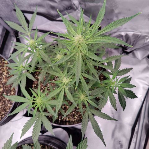Cheesus Christ growlog timeline photo
