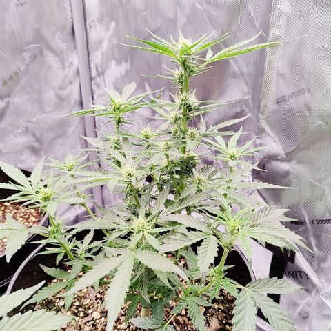 Cheesus Christ growlog timeline photo