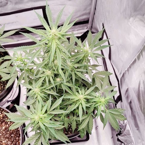 Cheesus Christ growlog timeline photo