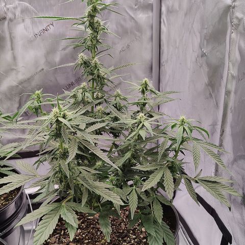 Cheesus Christ growlog timeline photo