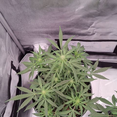 Cheesus Christ growlog timeline photo