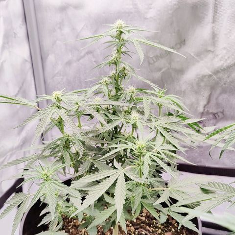 Cheesus Christ growlog timeline photo