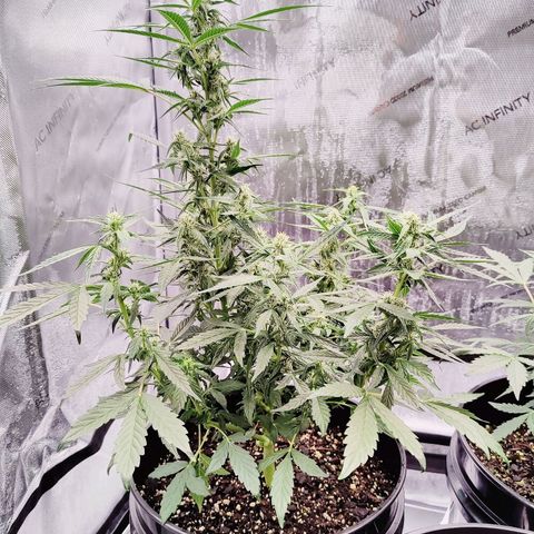 Cheesus Christ growlog timeline photo