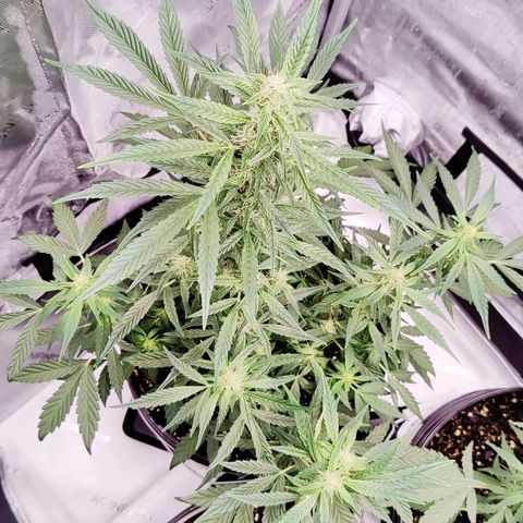 Cheesus Christ growlog timeline photo