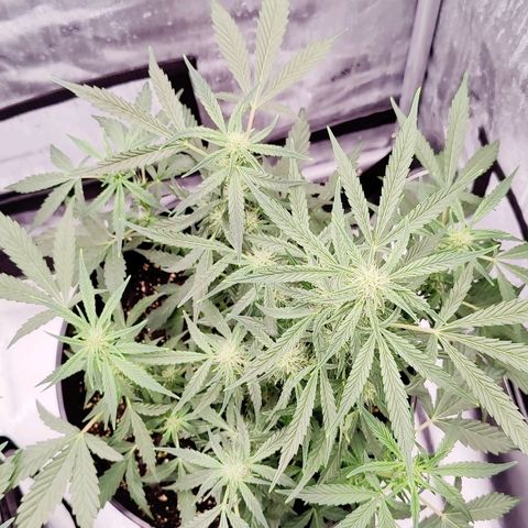 Cheesus Christ growlog timeline photo