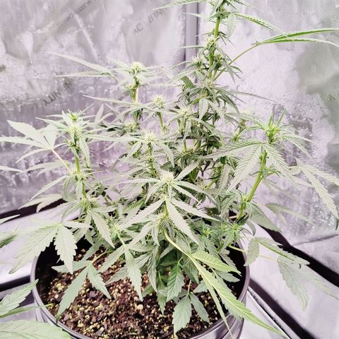 Cheesus Christ growlog timeline photo