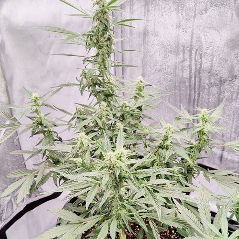 Cheesus Christ growlog timeline photo