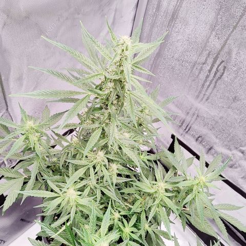 Cheesus Christ growlog timeline photo