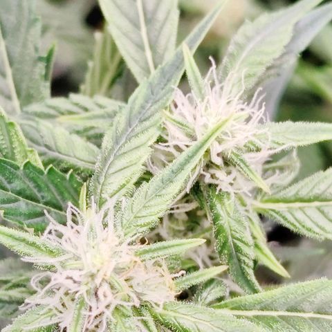 Cheesus Christ growlog timeline photo