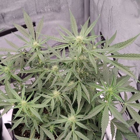 Cheesus Christ growlog timeline photo