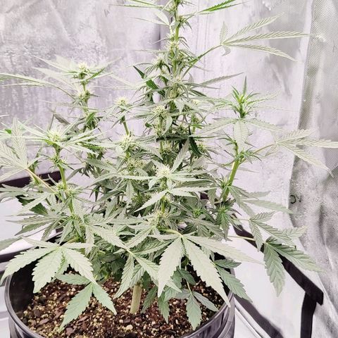 Cheesus Christ growlog timeline photo