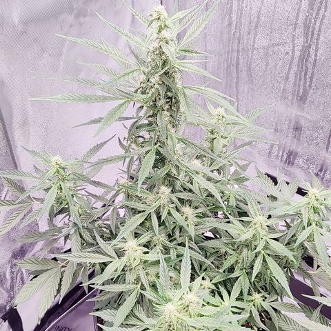 Cheesus Christ growlog timeline photo