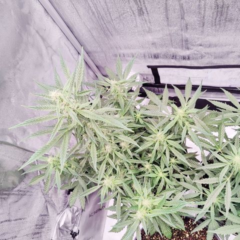 Cheesus Christ growlog timeline photo