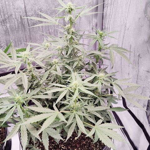 Cheesus Christ growlog timeline photo