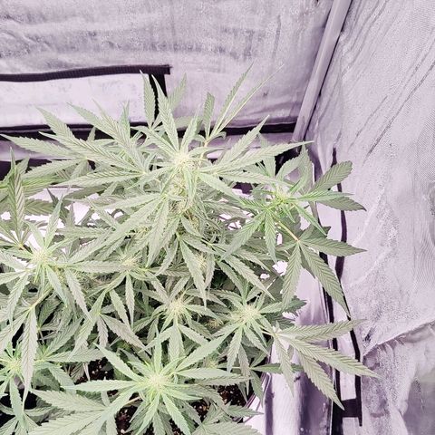 Cheesus Christ growlog timeline photo