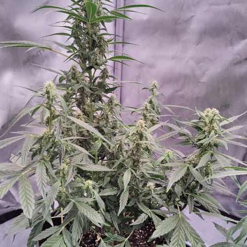 Cheesus Christ growlog timeline photo