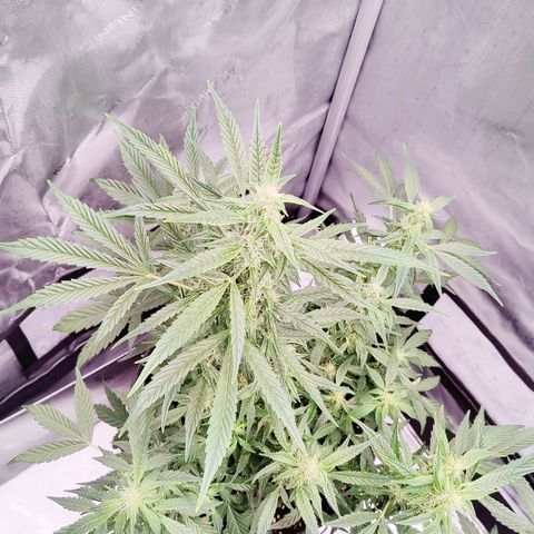 Cheesus Christ growlog timeline photo