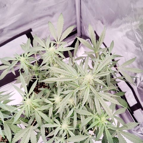 Cheesus Christ growlog timeline photo