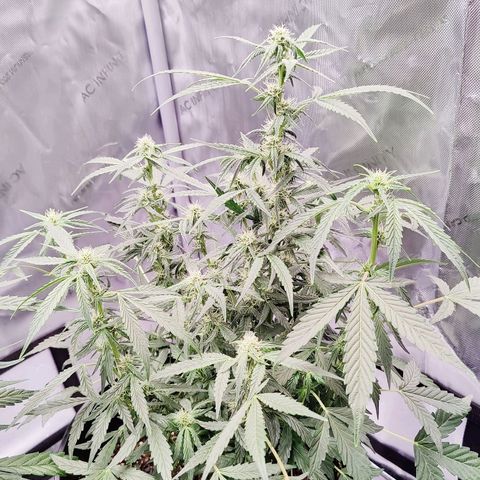 Cheesus Christ growlog timeline photo