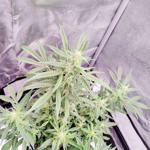 Cheesus Christ growlog timeline photo